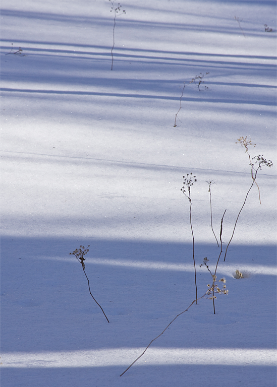 I like the way the 'winter shadows' create an abstract pattern on the snow.