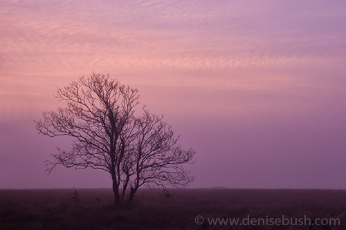'Tree At Dawn'  © Denise Bush