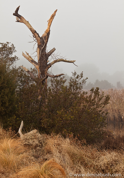 'Warm Light & A Dead Tree'  © Denise Bush