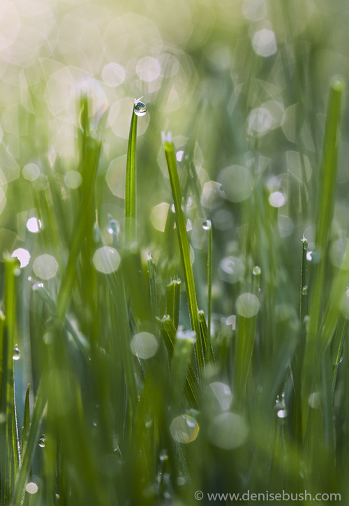 'Morning Dew'  © Denise Bush • 100mm • 1/80 sec. • f/5.6 • ISO 640