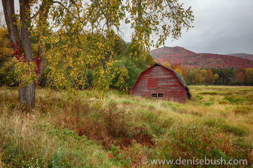 'Adirondack Barn In Autumn'  © Denise Bush