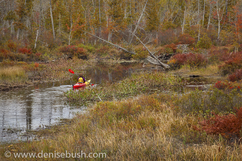 'Adirondack Kayaker'  © Denise Bush