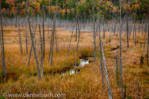 'Adirondack Swamp'  © Denise Bush