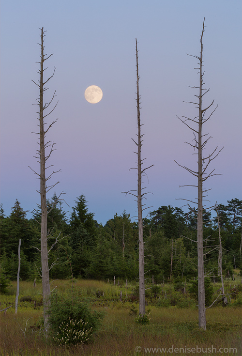 'Moon Before Nightfall'  © Denise Bush (Captured the night before the full moon.)