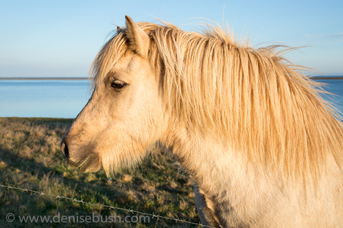 'Hali Horse'  © Denise Bush