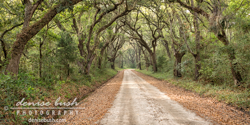 Low Country Road