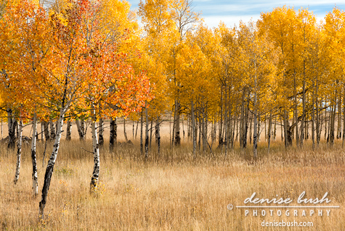 'Aspen Gathering' G Denise Bush click here to view larger or order a print