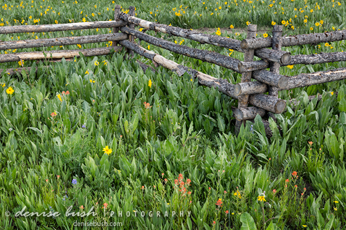 'Fence & Flowers' © Denise Bush