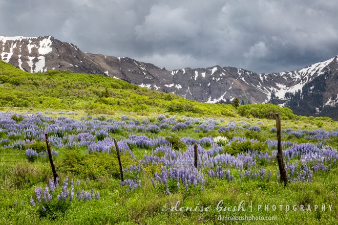 A fence creates a boundry protecting a beautiful field of lupine.