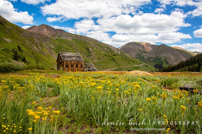An old mining building high up in the mountains is surrounded by gold … gold flowers that is!