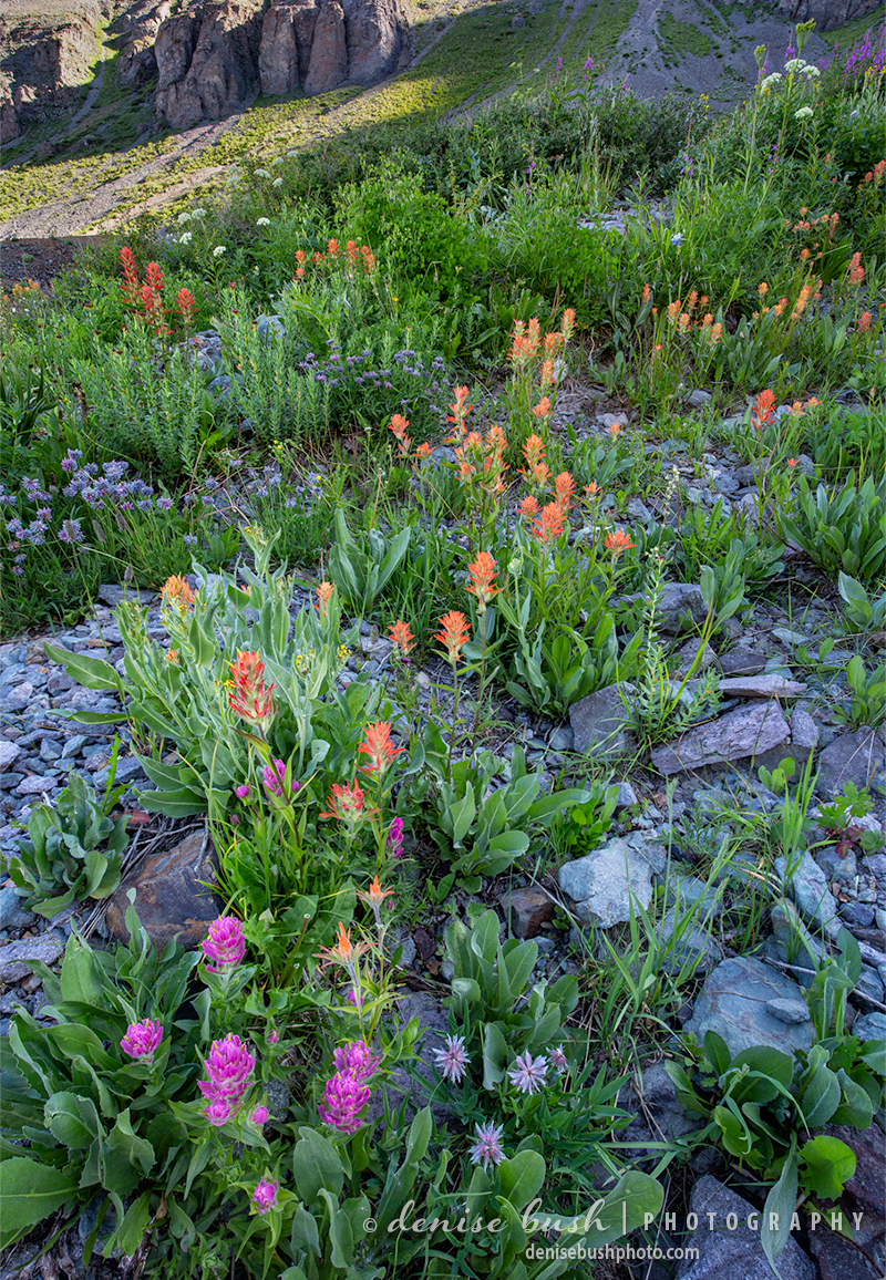 Paintbrush cheers up rocky terrain on a Colorado slope at first light.