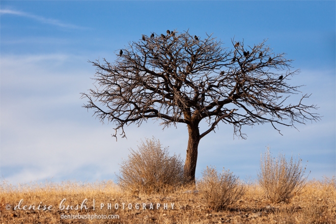 Birds take a short rest in a little gambel oak on a sunny winter day.