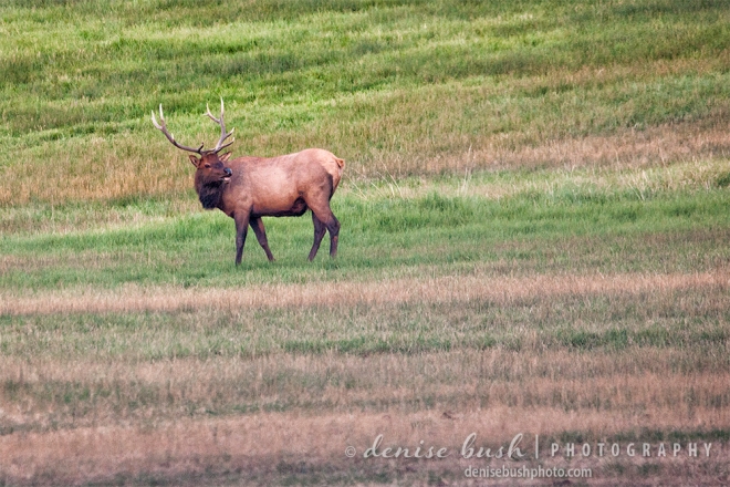 A 10 point bull elk turns to bugle to his herd.