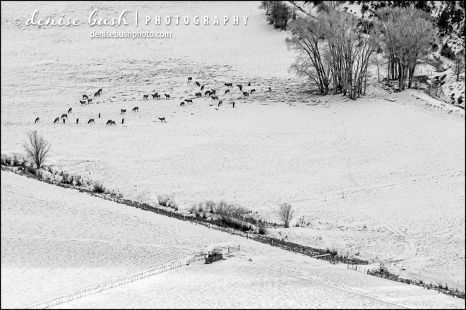 A herd of elk graze in the snow covered valley below.