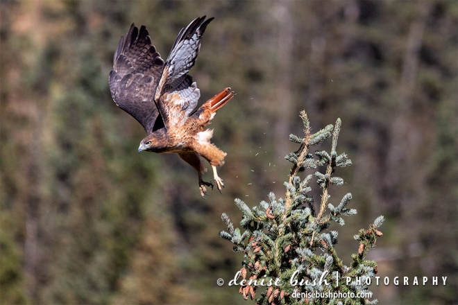 A red-tailed hawk is captured at take-off with spruce needles and feathers flying!
