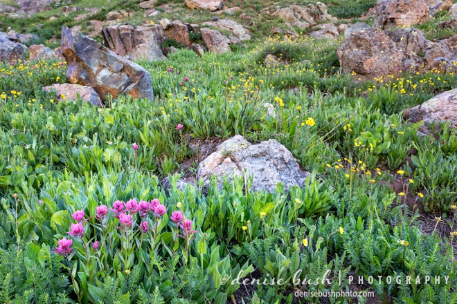 Wildflowers often grow on rocky slopes which can put the photographer on unsteady ground.