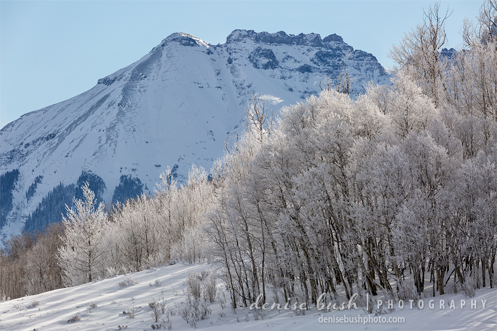 Trees below Corbett Peak, near Ridgway Colorado compete for attention with their early morning frosty coating.