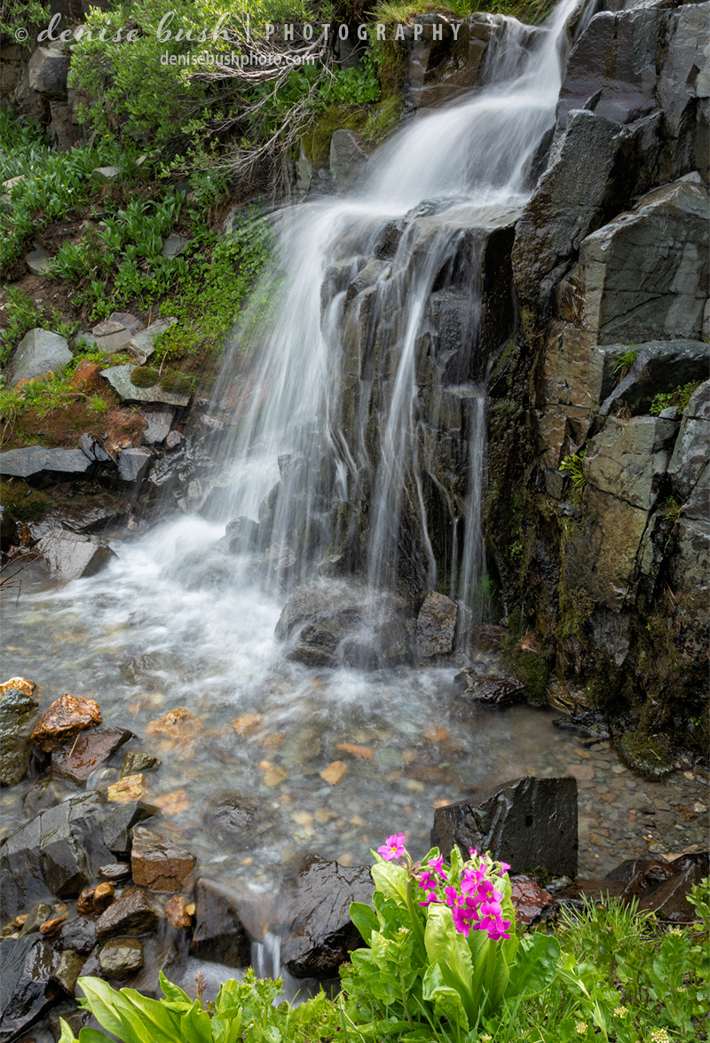 A wild primrose is sitting pretty beside a mountain waterfall.