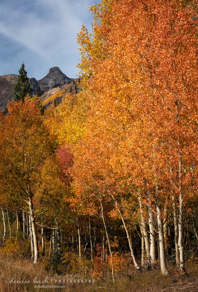 Orange aspens set the stage for a knobby mountain in the distance.