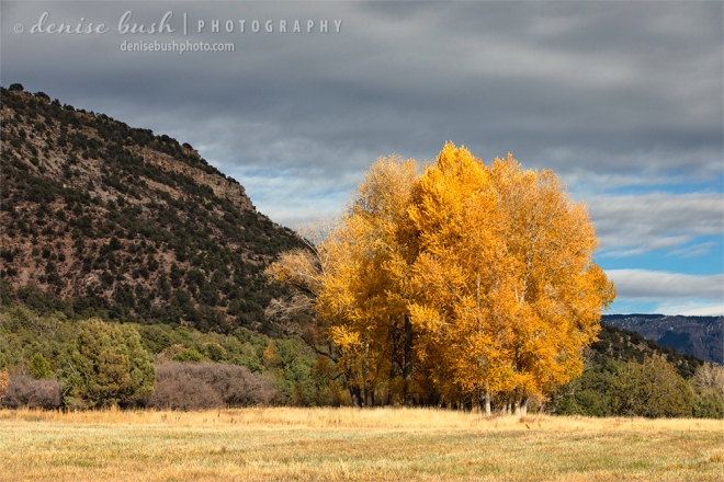 The right light and golden foliage lights up a group of cottonwood trees in fall.