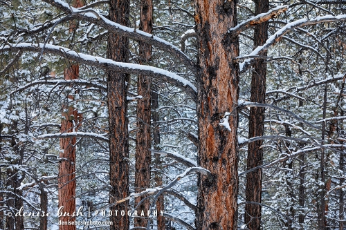 A closeup view of a ponderosa pine tree trunk reveals the color and texture among snowy branches.