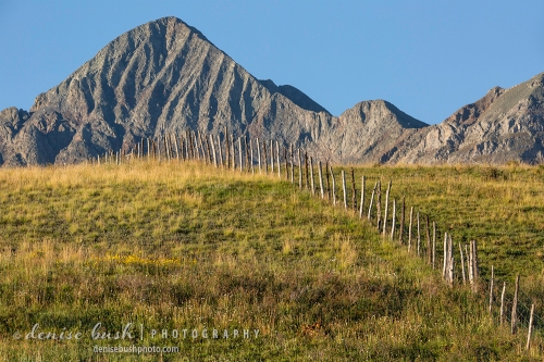 A fence below Wilson Peak is simply made of available branches and barbed wire.