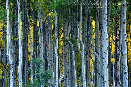 A golden glow comes from within the forest. Aspen trees beyond the front trees have started their autumn display.