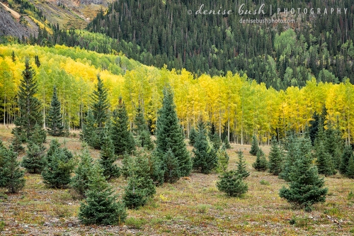 Young spruce trees are companions tosome colorful autumn aspen trees, in the San Juan Mountains of Colorado.