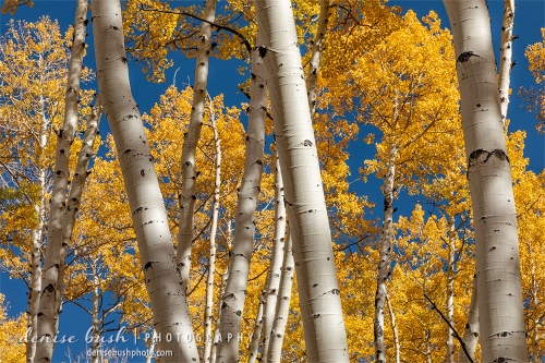 Aspens intersect in a forest that grows every which way!
