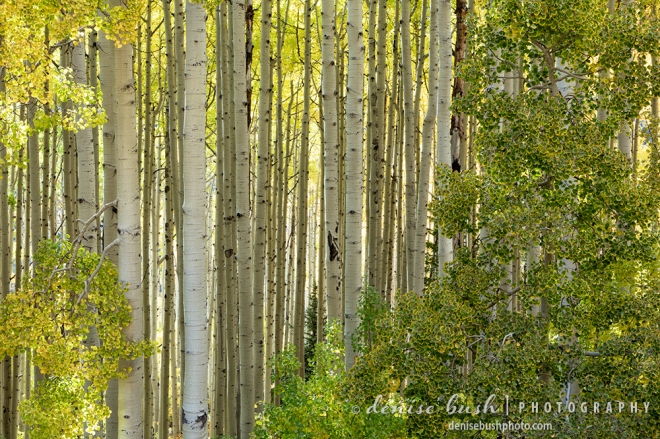 Aspen trunks and changing foliage make a pretty nature vignette.