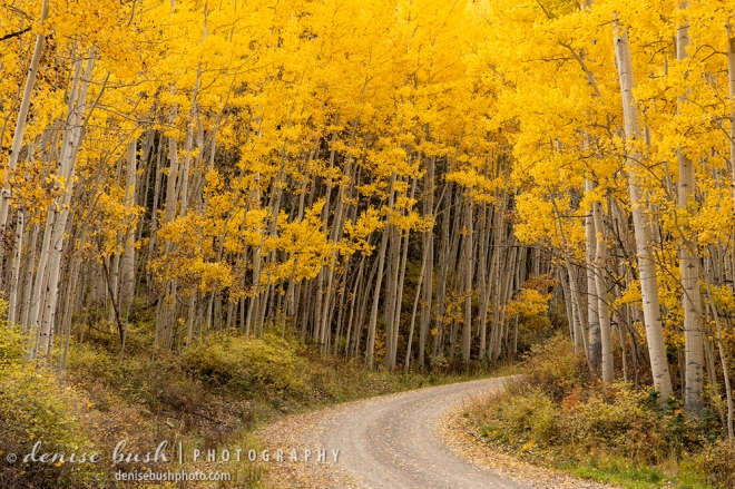A quaint mountain road curves through beautiful golden aspens in autumn.