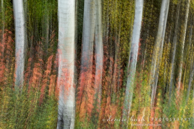 Intentional Camera Movement creates an impressionistic image among the aaspen trees in autumn.