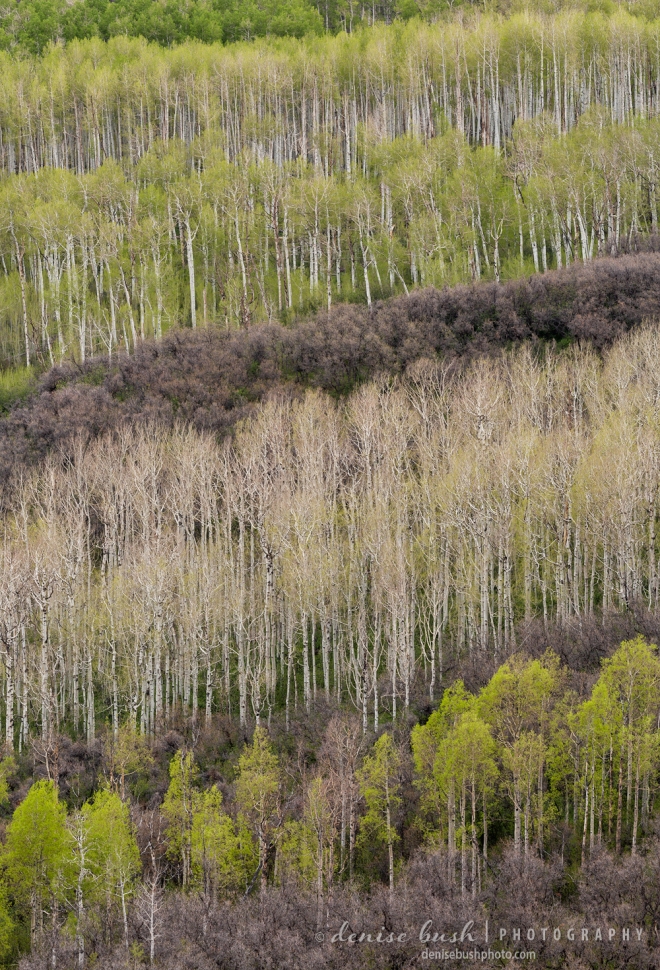 A long shot at some distant aspens combines a grouping that creates diagonal layers.