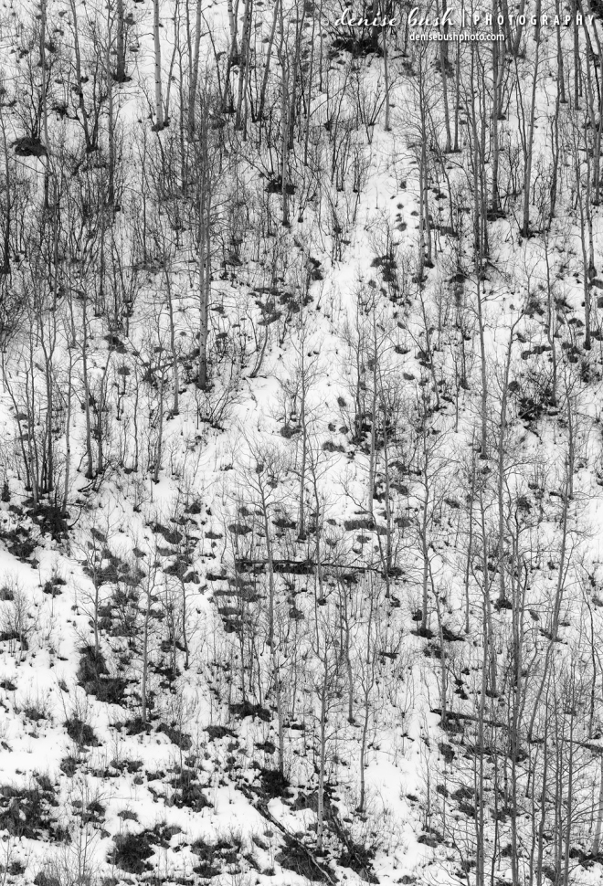 Young aspen trees arrange themselves among the rocks and snow in winter.