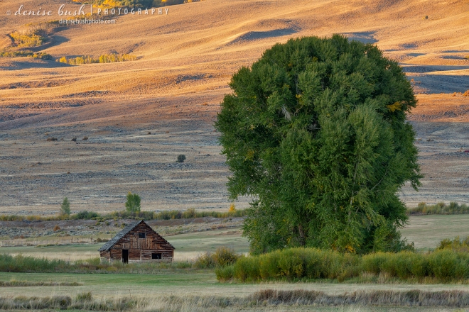 The small size of an old abandoned cabin is accentuated by the large cottonwood beside it.