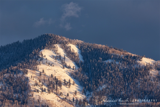Just before sunset warm light shines on a gentle winter slope.