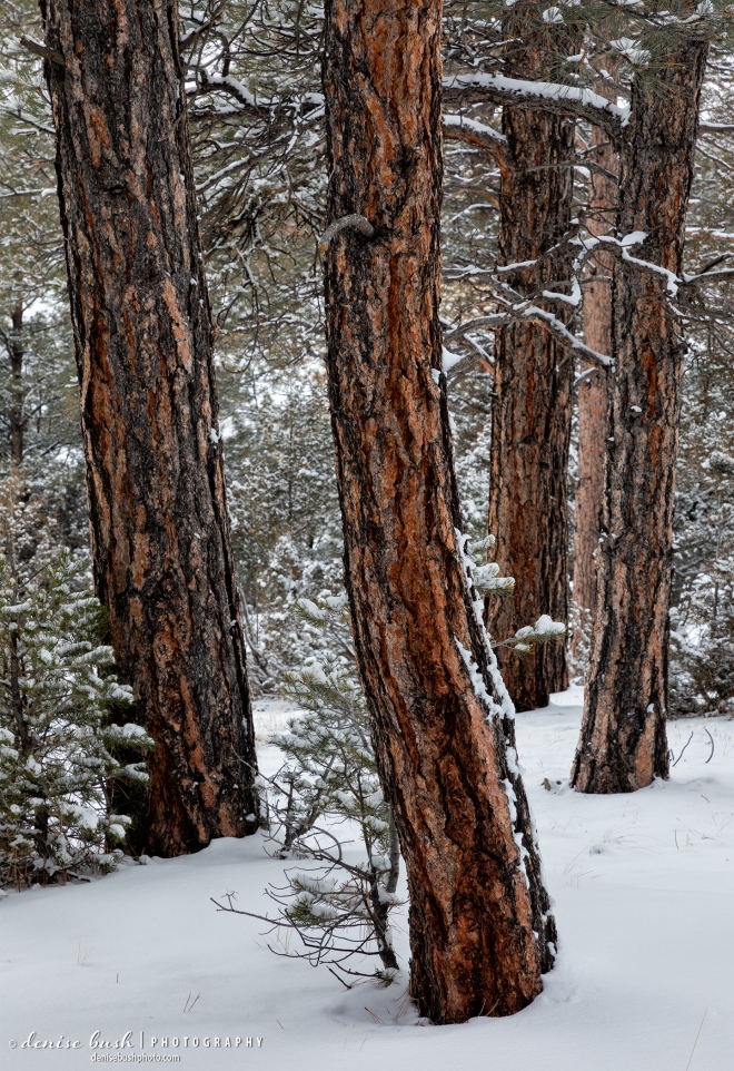 Ponderosa pines group together in a winter wonderland scene!