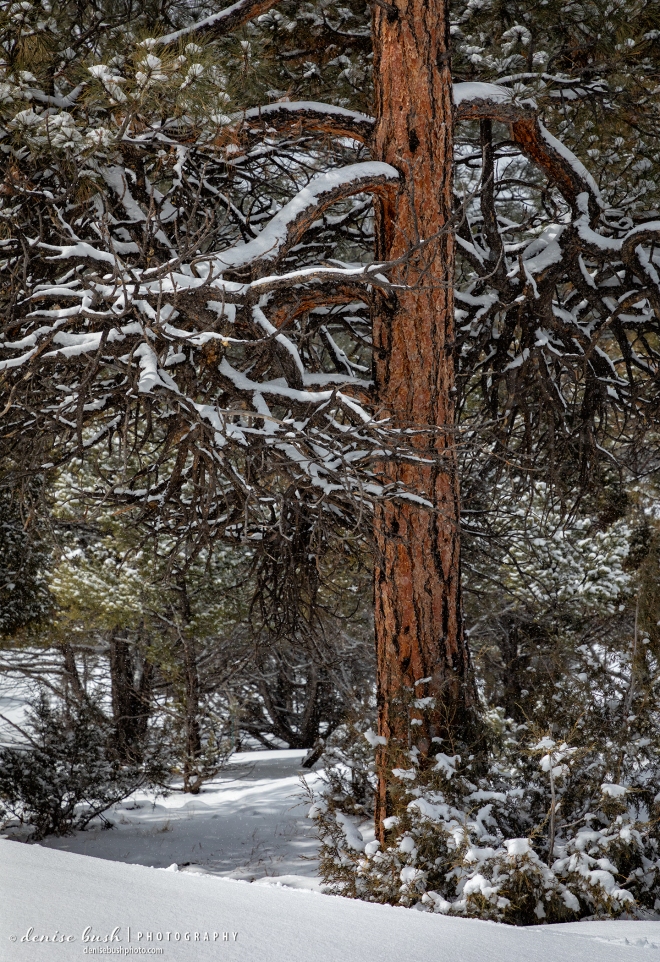 A big ponderosa pine tree, with outstretched branches, looks beautiful covered in snow.