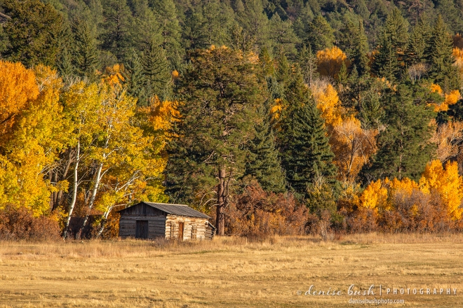 An old cabin lies on the edge of ranch grazing land.