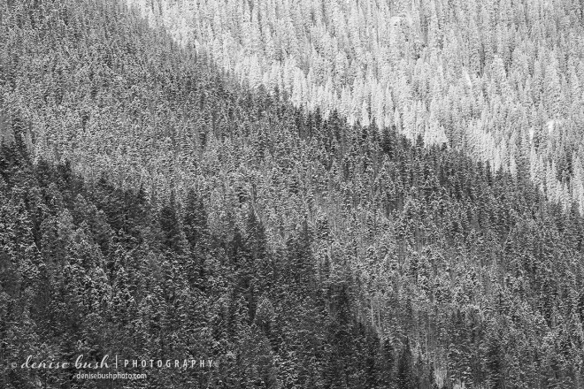 An isolated view of a winter forest on a slope creates an interesting layered nature pattern.